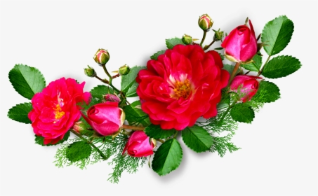 Deep Pink Rose - Transparent Rose Pink Corner, HD Png Download, Transparent PNG