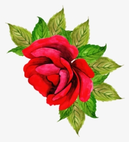Hybrid Tea Rose, HD Png Download, Transparent PNG