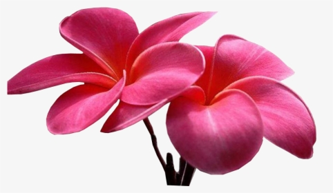 Flowers, HD Png Download, Transparent PNG