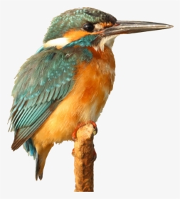 Kingfisher Bird - Caption For Kingfisher Bird, HD Png Download, Transparent PNG