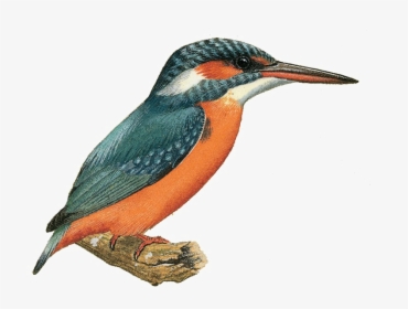 Kingfisher Png Image - Kingfisher Image Png, Transparent Png, Transparent PNG
