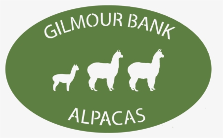 Gilmour Bank Alpaca - Llama, HD Png Download, Transparent PNG