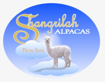 Shangrilah Alpacas Logo - Llama, HD Png Download, Transparent PNG