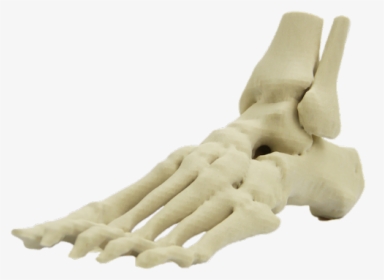 3d Printed Skeletal Foot Model    Title 3dyourscan, HD Png Download, Transparent PNG