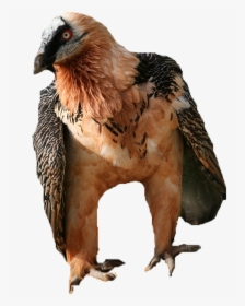 Vulture Png, Transparent Png, Transparent PNG