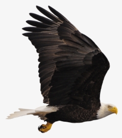 Bald Eagle Buzzard Hawk Vulture, HD Png Download, Transparent PNG