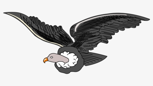 Andean, Animal, Bird, Condor, Vulture, HD Png Download, Transparent PNG