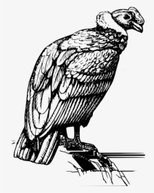Vulture Png, Transparent Png, Transparent PNG