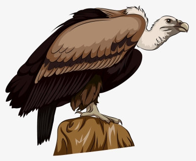 Vulture Png, Transparent Png, Transparent PNG