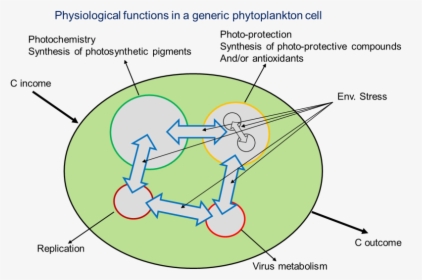 Transparent Phytoplankton Png, Png Download, Transparent PNG