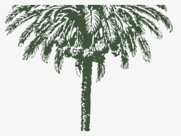 Palm Trees Vector Graphics Date Palm Clip Art Image, HD Png Download, Transparent PNG