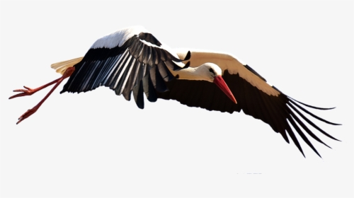 Stork Png Image File, Transparent Png, Transparent PNG