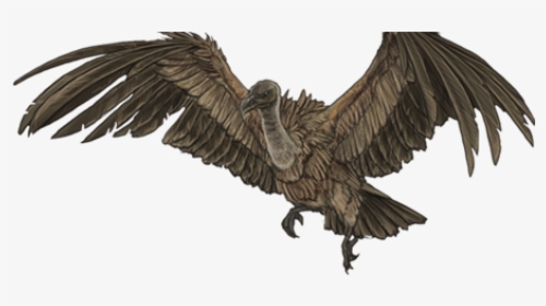 Vulture Png, Transparent Png, Transparent PNG