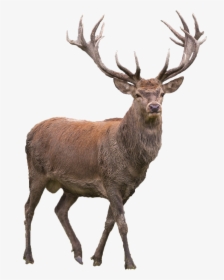 Reindeer Png Transparent Picture, Png Download, Transparent PNG
