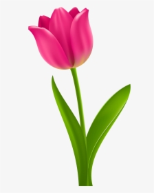 Tulip Flower Desktop Wallpaper Clip Art, HD Png Download, Transparent PNG