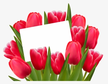 Transparent Tulips Png, Png Download, Transparent PNG