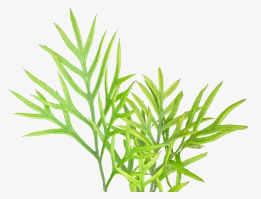 Vegetation Textures Plant Png, Transparent Png, Transparent PNG
