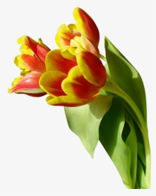 Tulip Png Image, Transparent Png, Transparent PNG