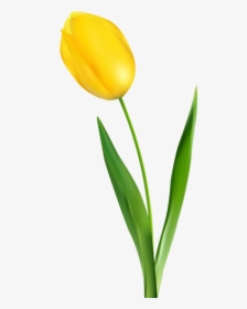 Free Png Yellow Tulip Transparent Png Images Transparent, Png Download, Transparent PNG