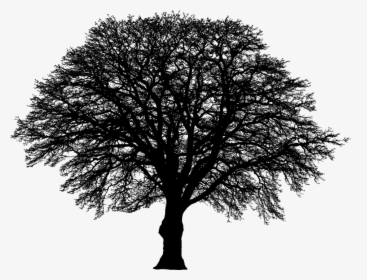 Tree, Winter, Silhouette, Vegetation, Branches, Nature, HD Png Download, Transparent PNG