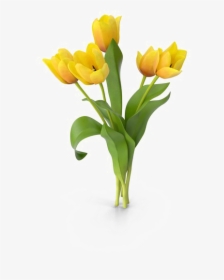 Yellow Tulip Png Free Download, Transparent Png, Transparent PNG