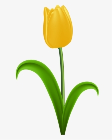 Tulip Yellow Flower Clip Art, HD Png Download, Transparent PNG