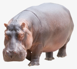 Hippo Png Image, Transparent Png, Transparent PNG