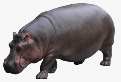 Hippo Standing Png Image, Transparent Png, Transparent PNG