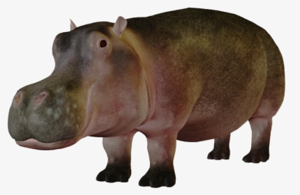 Hippo Png Images, Transparent Png, Transparent PNG