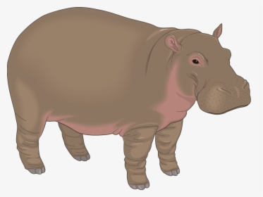 Download Hippo Png Transparent Images Transparent Backgrounds, Png Download, Transparent PNG