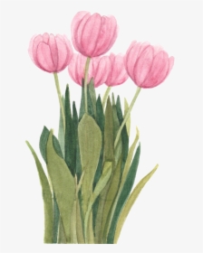 Tulip Flower Drawings Clip Art Painting, HD Png Download, Transparent PNG