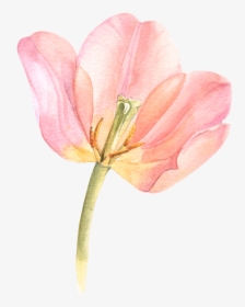 Tulip Transparent Watercolor Black And White Library, HD Png Download, Transparent PNG