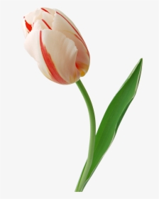 Now You Can Download Tulip In Png, Transparent Png, Transparent PNG
