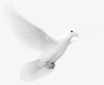 Free Png Download Dove Png Images Background Png Images, Transparent Png, Transparent PNG
