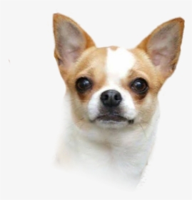 Corgi-chihuahua Puppy Dog Breed Companion Dog, HD Png Download, Transparent PNG