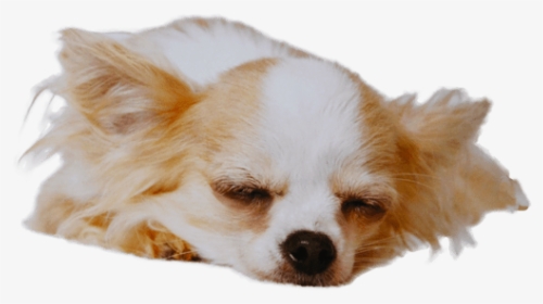 Chihuahua Temperament Character, HD Png Download, Transparent PNG