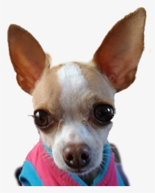 Transparent Chihuahua Png, Png Download, Transparent PNG