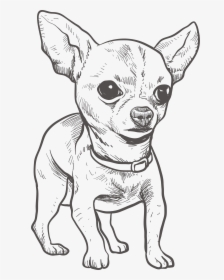Chihuahua Puppy Drawing Illustration, HD Png Download, Transparent PNG