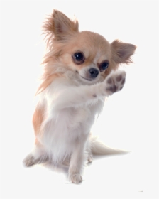 Chihuahua Russell Chinese Breed Dog Imperial Jack Clipart, HD Png Download, Transparent PNG