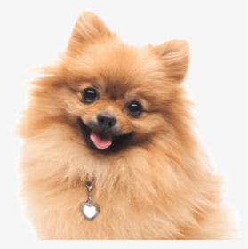Clip Art Pomeranian Dogs Search, HD Png Download, Transparent PNG