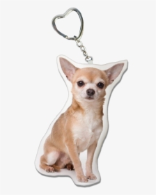 Chihuahua Key Chain Chihuahua Collectibles, HD Png Download, Transparent PNG