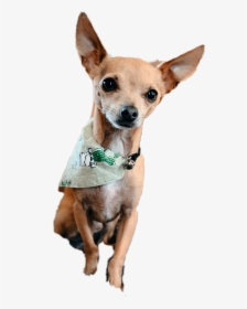 #chiweenie #chihuahua #dog #doggo #cactus #cute #aesthetic, HD Png Download, Transparent PNG