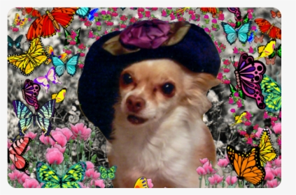 Chi Chi In Yellow Butterflies, Chihuahua Puppy Dog, HD Png Download, Transparent PNG