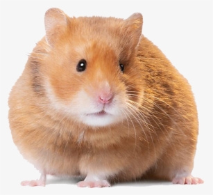 Hamster Png Image, Transparent Png, Transparent PNG