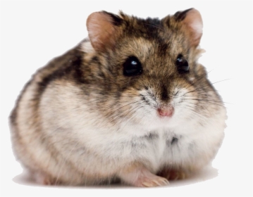 Cute Hamster Png High-quality Image, Transparent Png, Transparent PNG