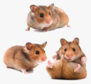 Hamster Png Download Image, Transparent Png, Transparent PNG