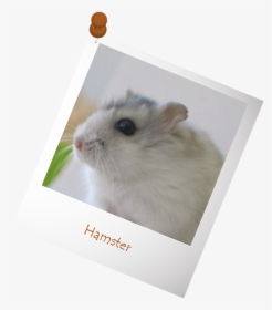 Transparent Hamster Png, Png Download, Transparent PNG
