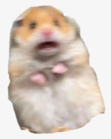 #hamster #meme #freakout #freaking #hamstermeme, HD Png Download, Transparent PNG