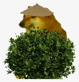 Hamster Png, Transparent Png, Transparent PNG