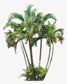 Transparent Palm Trees Png, Png Download, Transparent PNG